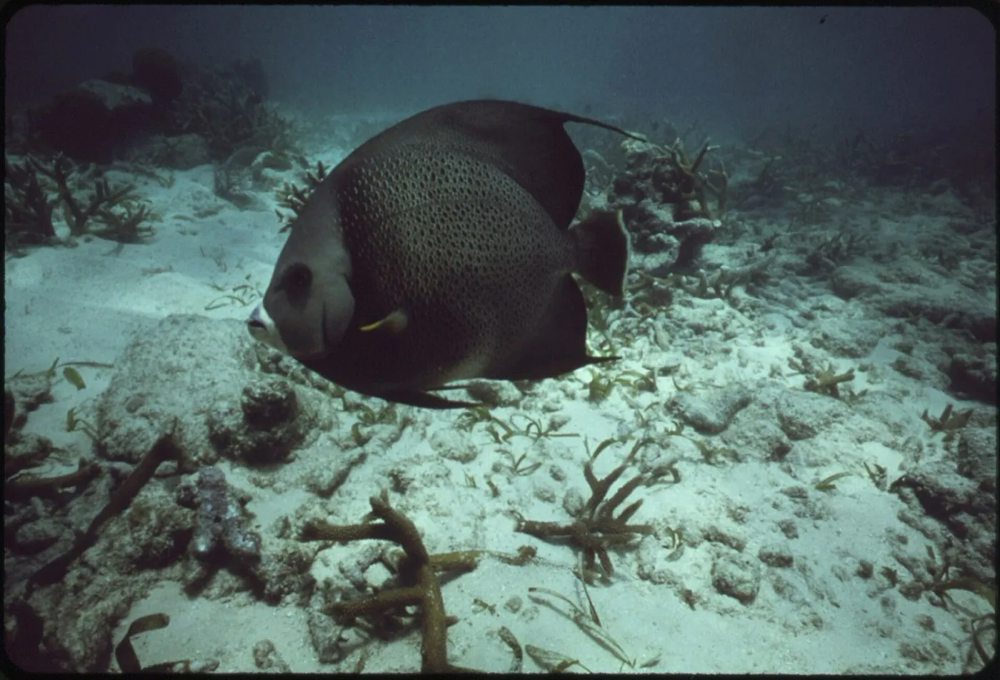 John Pennekamp Coral Reef State Park