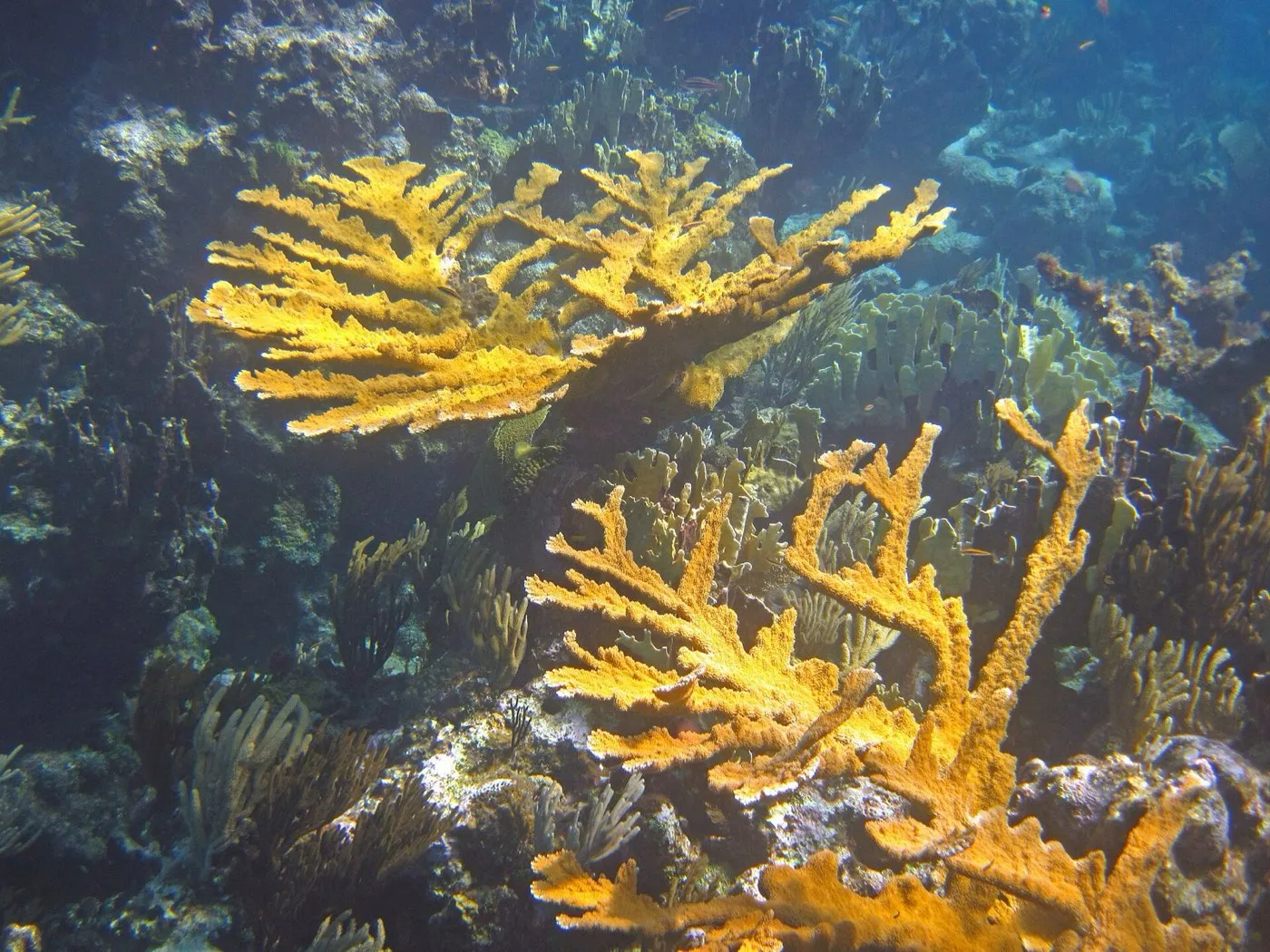 Elkhorn coral