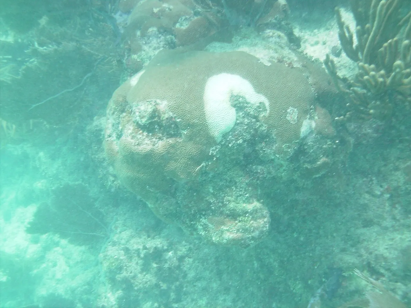 Looe Key Sanctuary Preservation Area