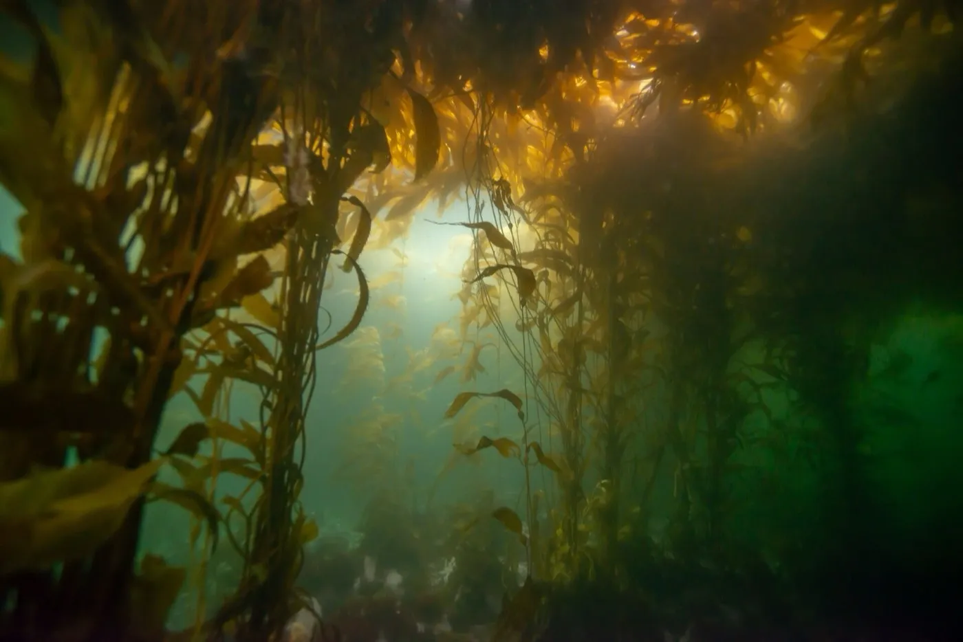 Giant kelp forest