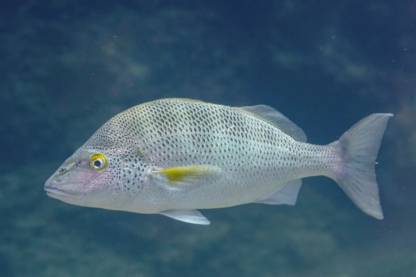 French and bluestriped grunts