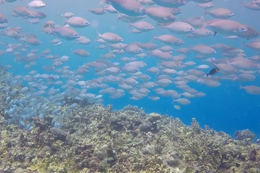 Reef manta ray