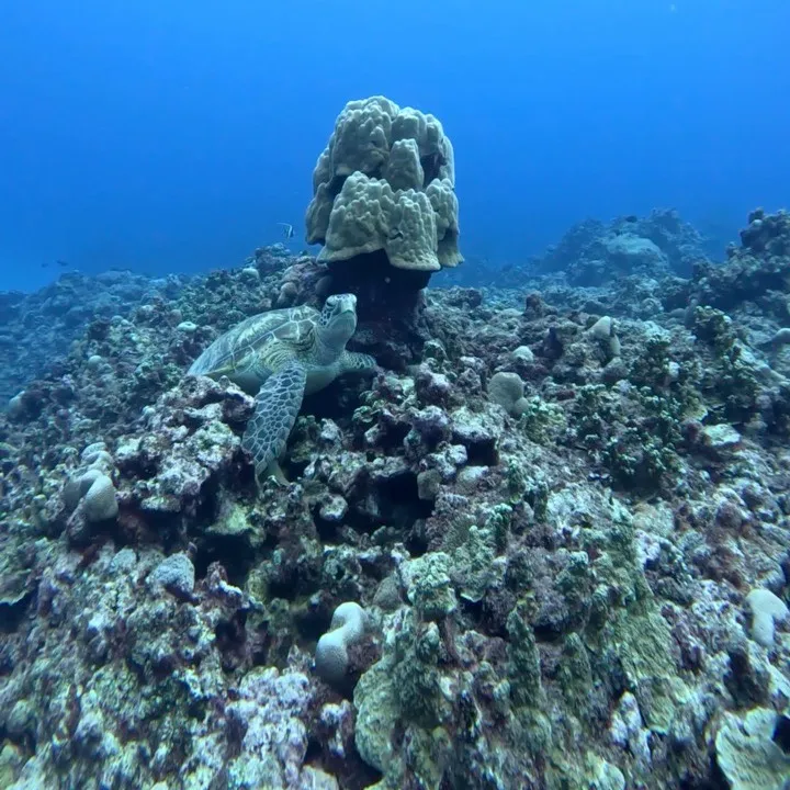 Leopard shark