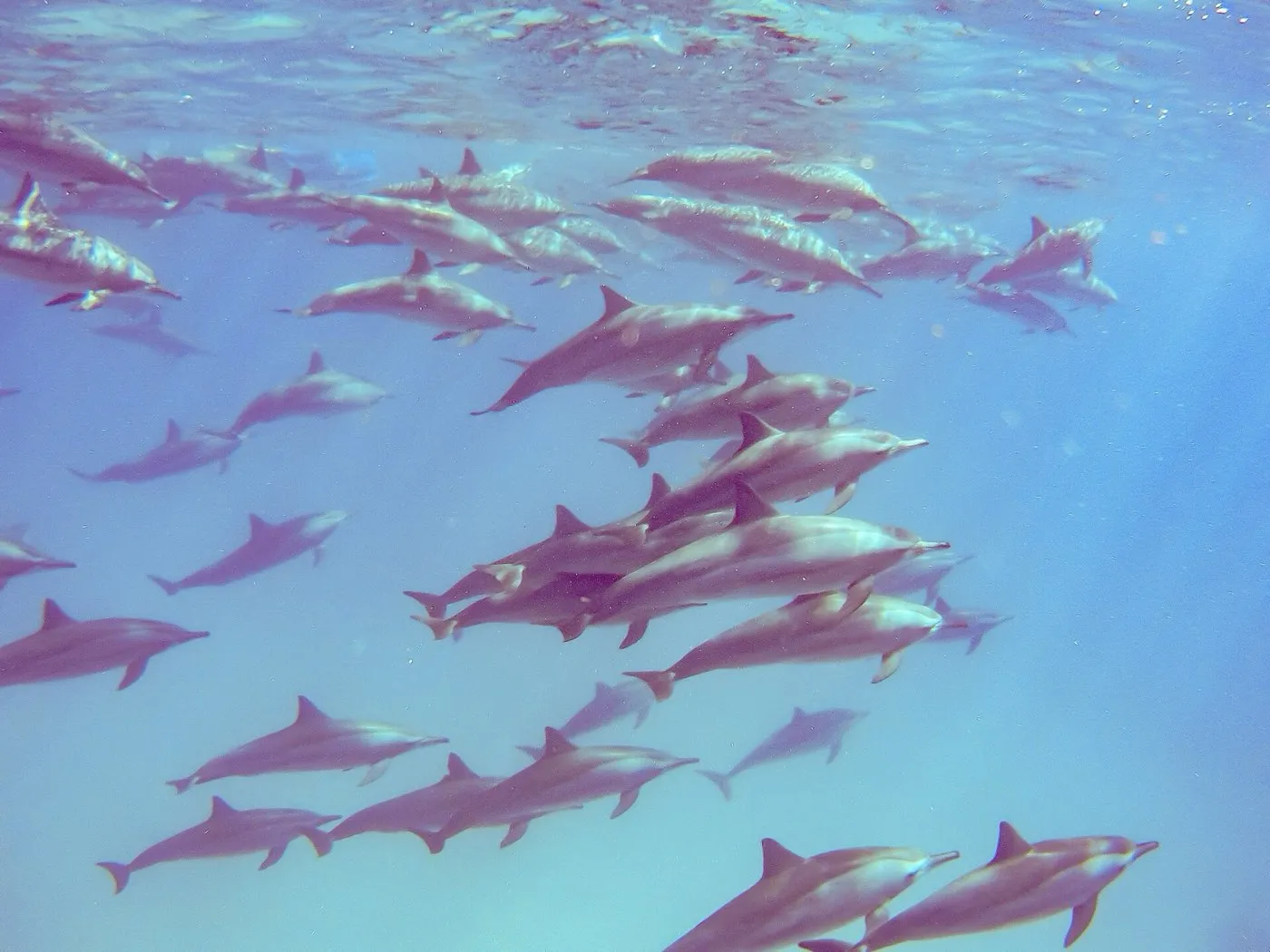 Spinner dolphin