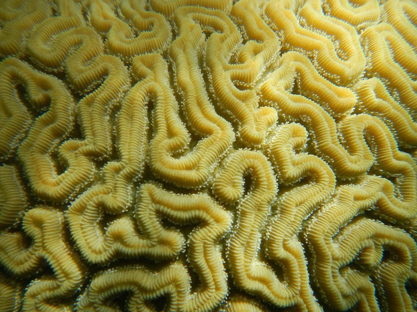 Brain coral