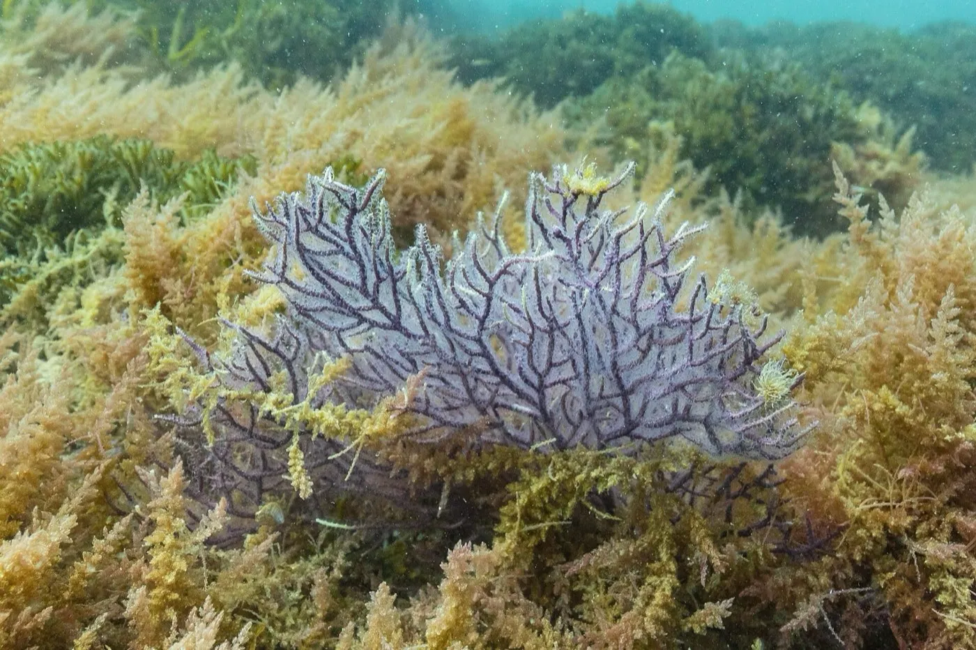 Sea fans