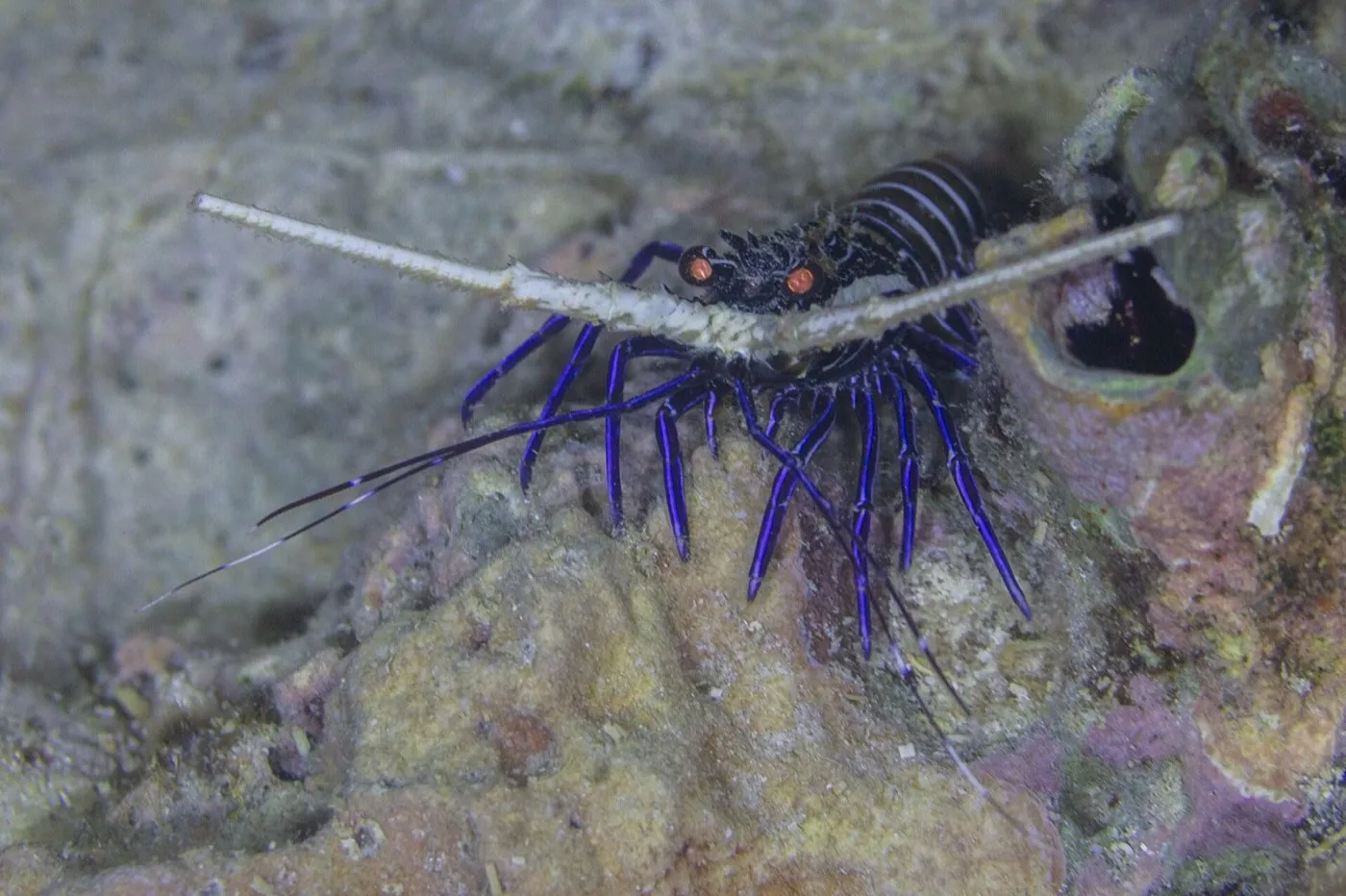 Spiny lobster