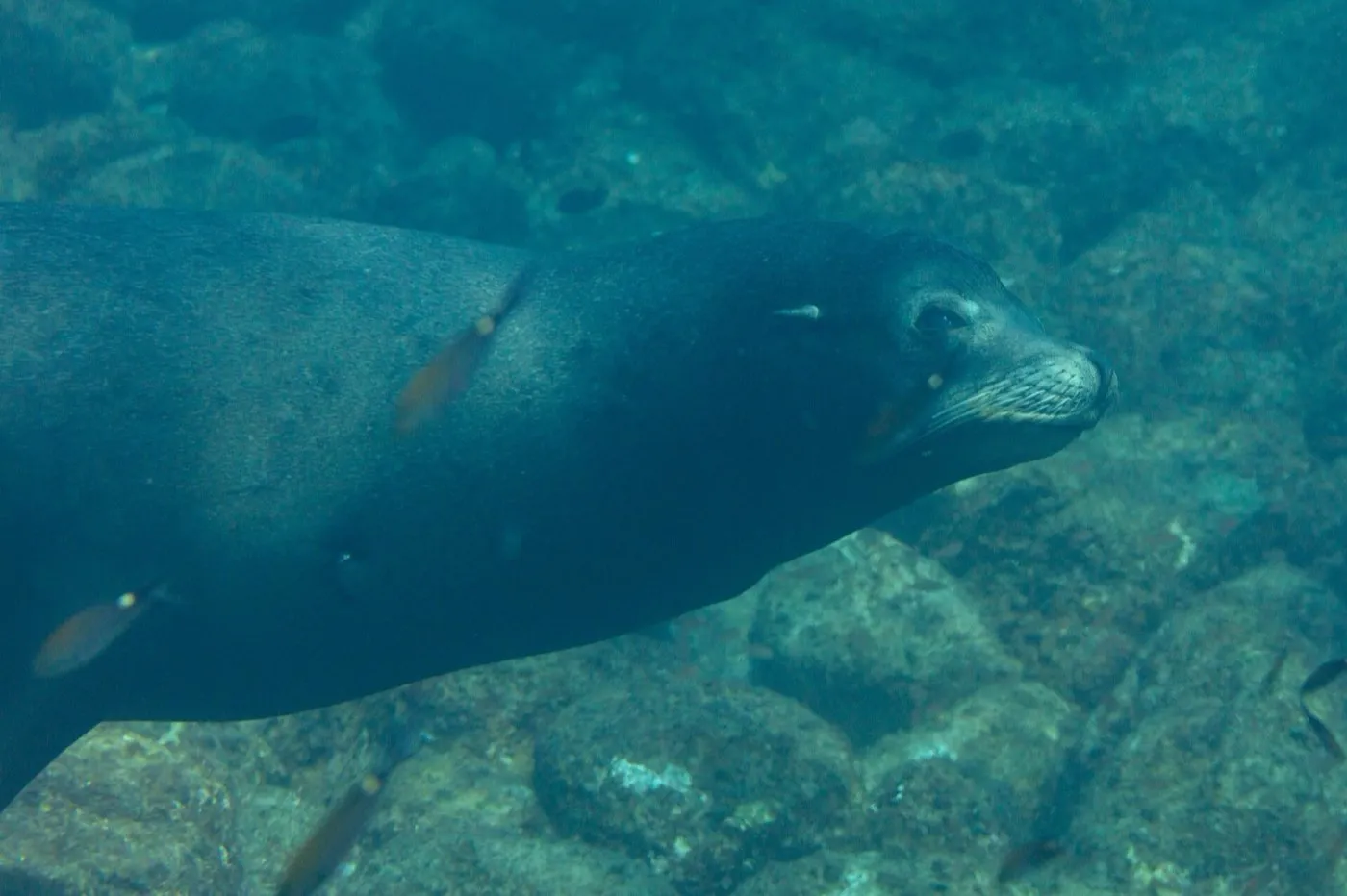 California sea lion