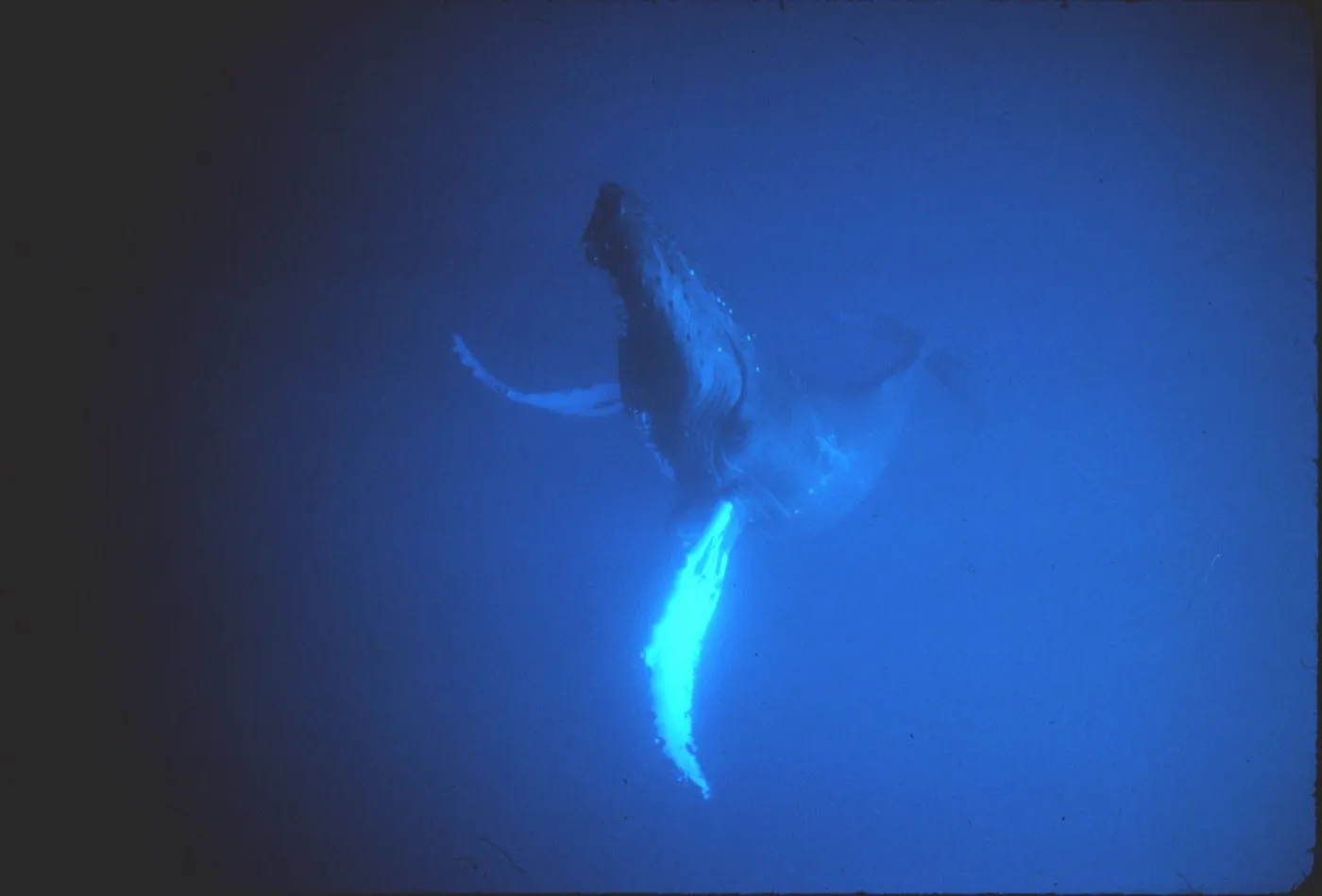 Humpback whale