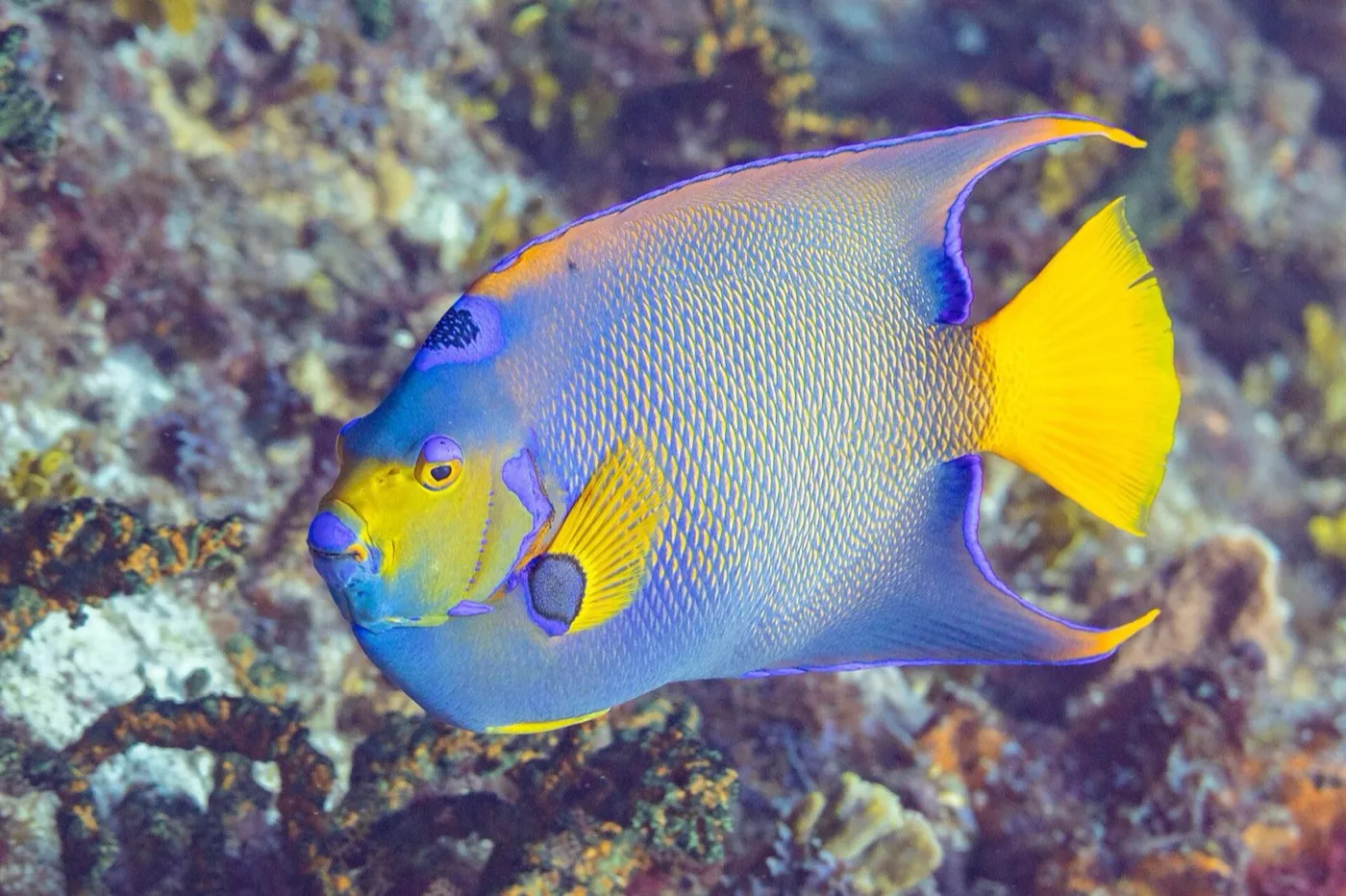 Queen angelfish
