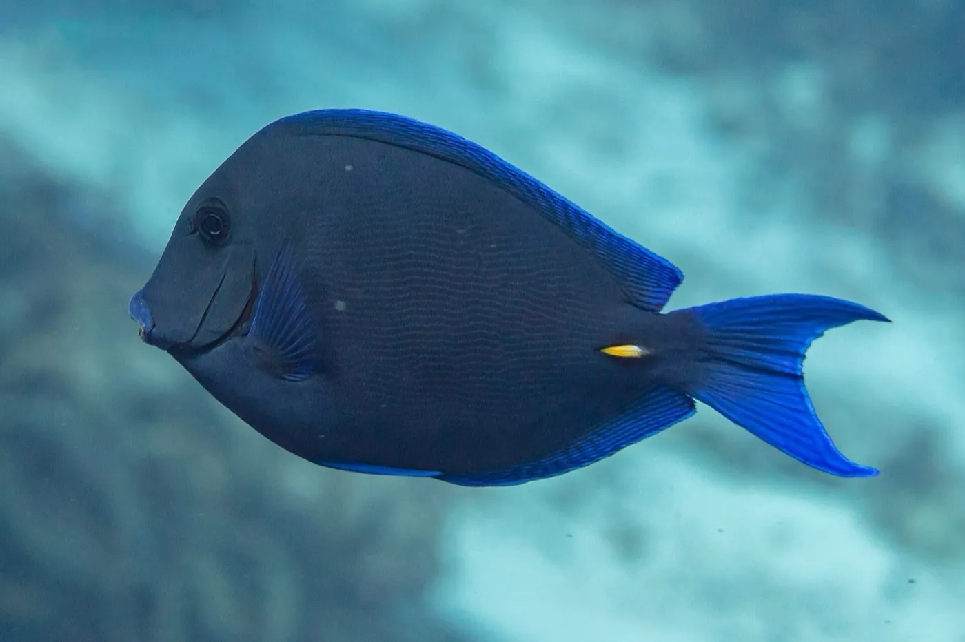 Atlantic blue tang