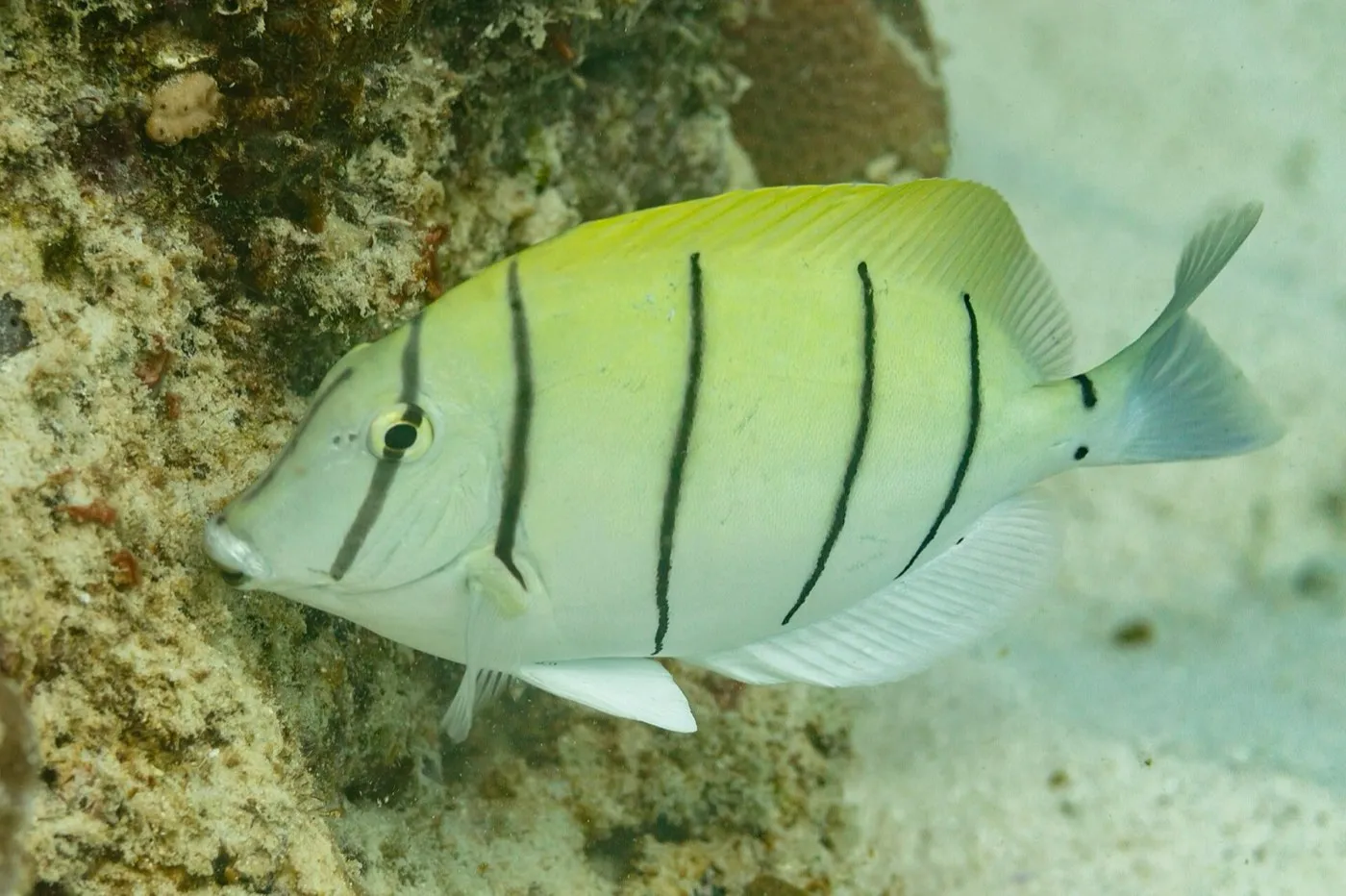 Convict tang