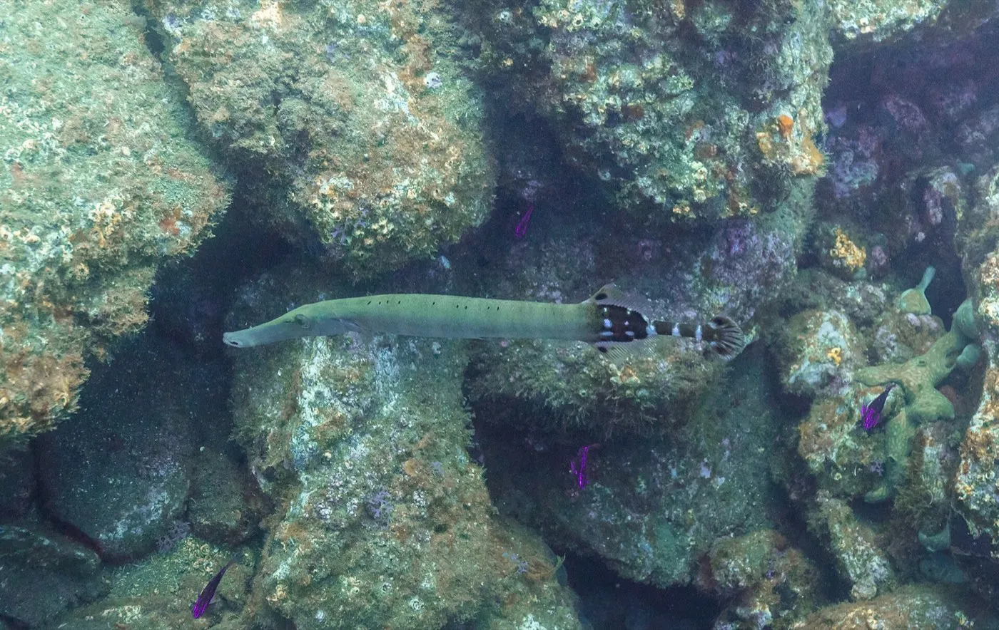 Trumpetfish