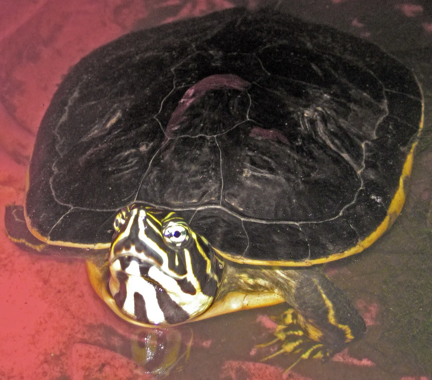 Freshwater turtles
