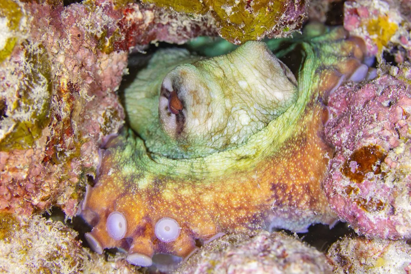 Day octopus