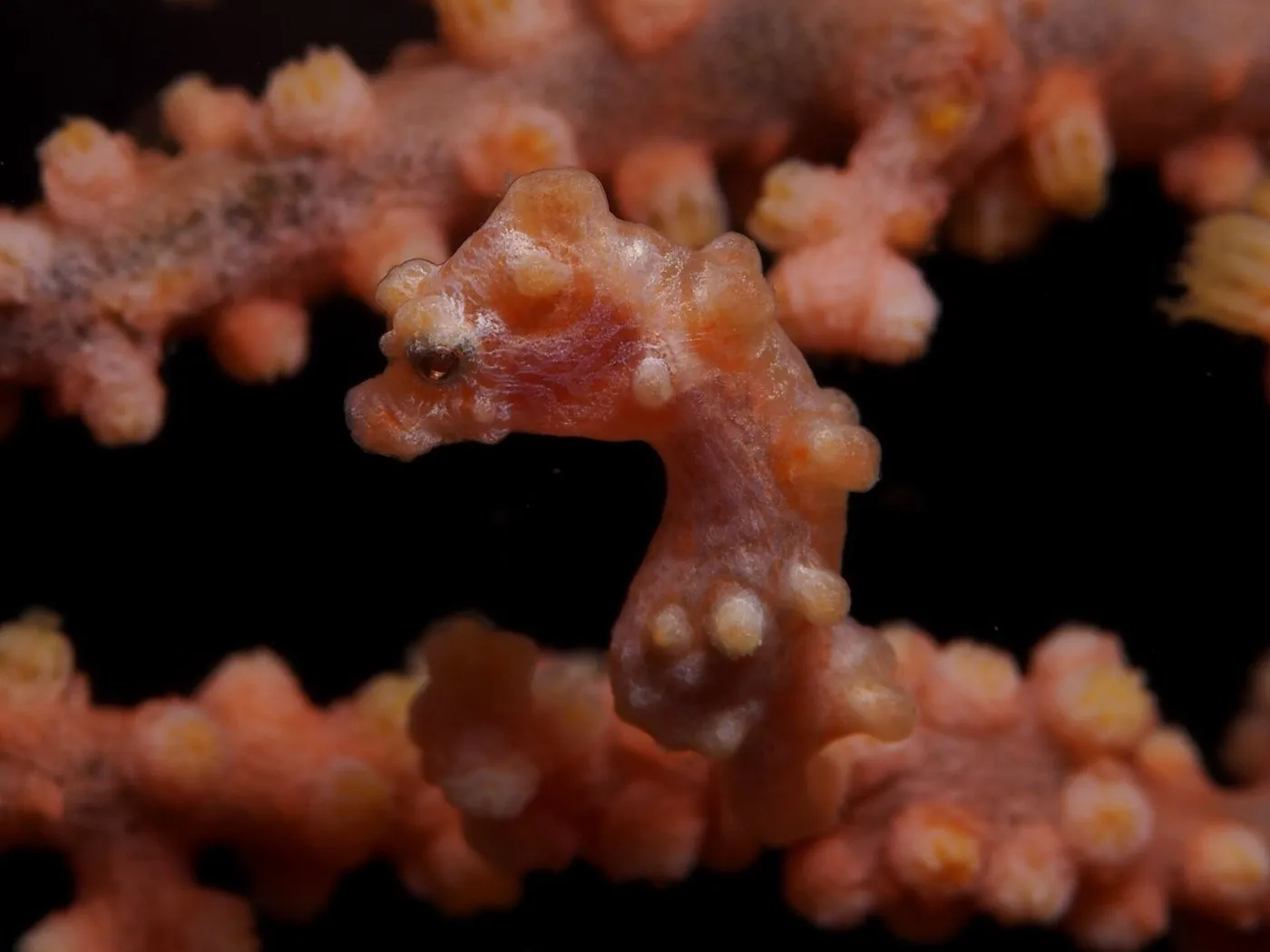 Seahorse