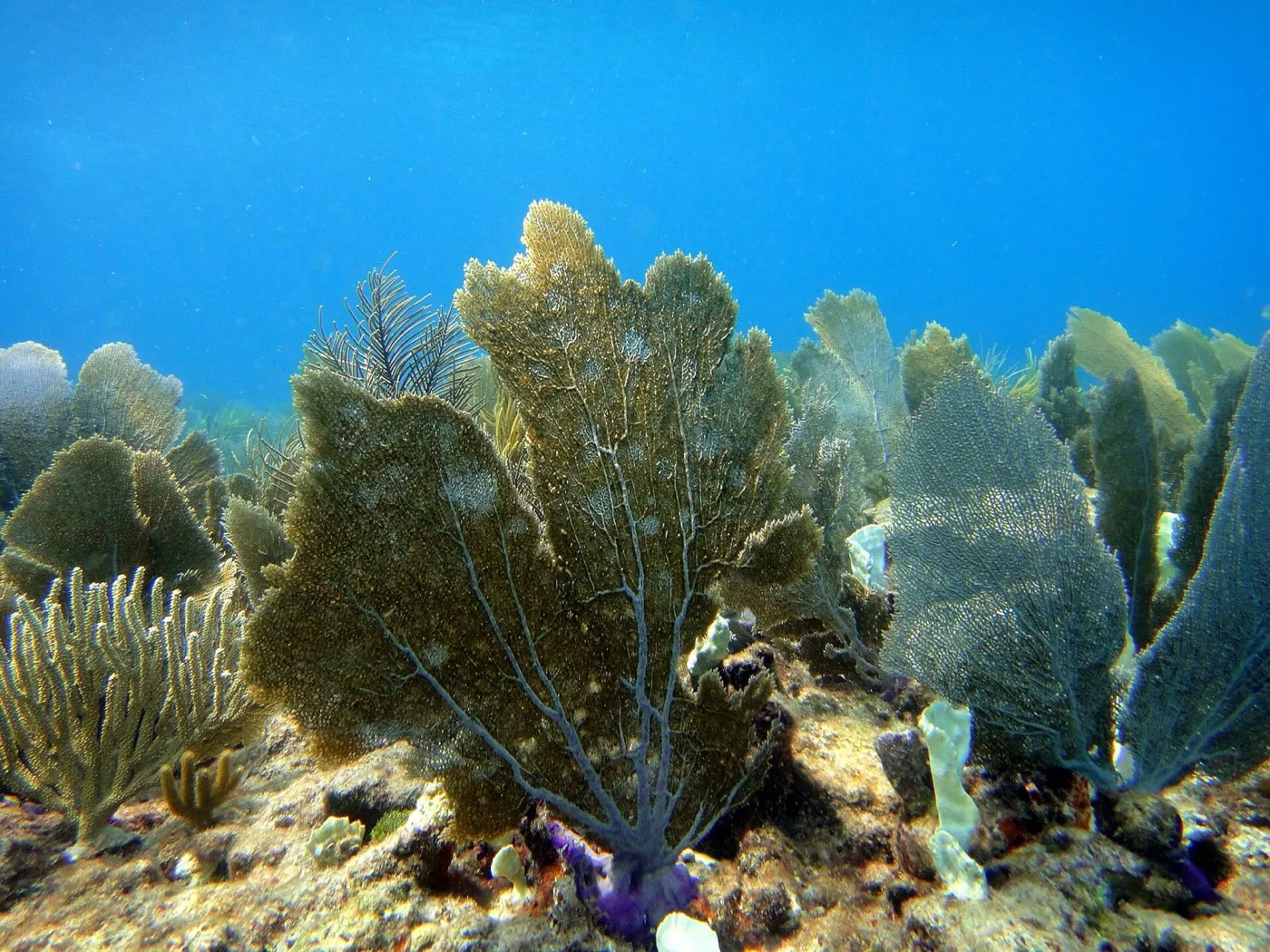 Molasses Reef