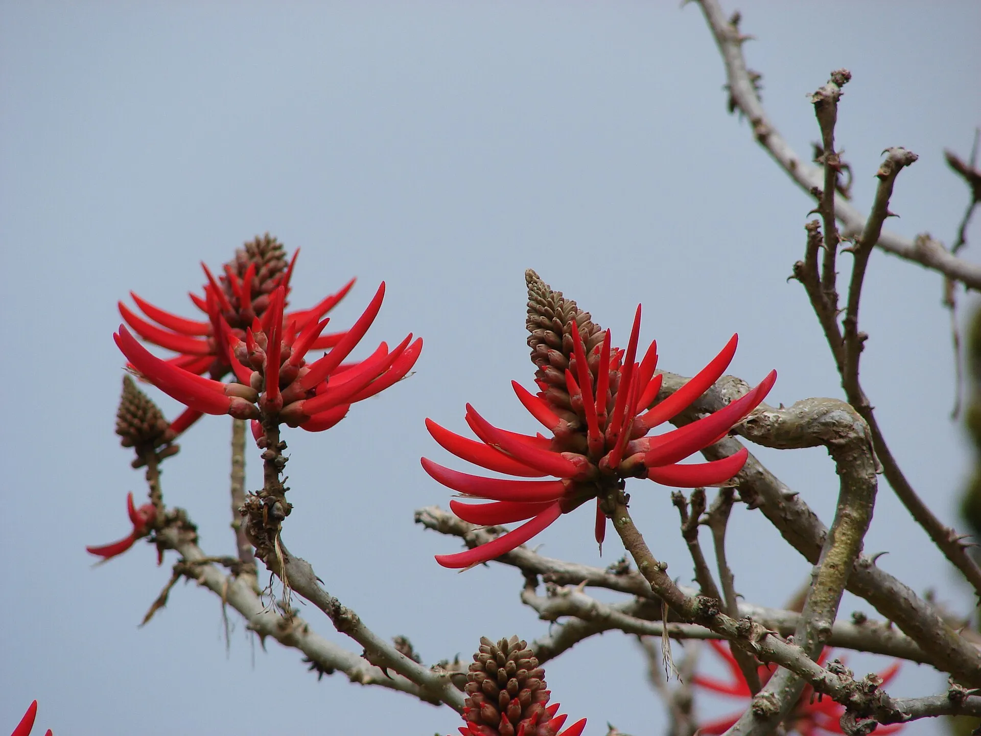 Coral Gardens (Maui)