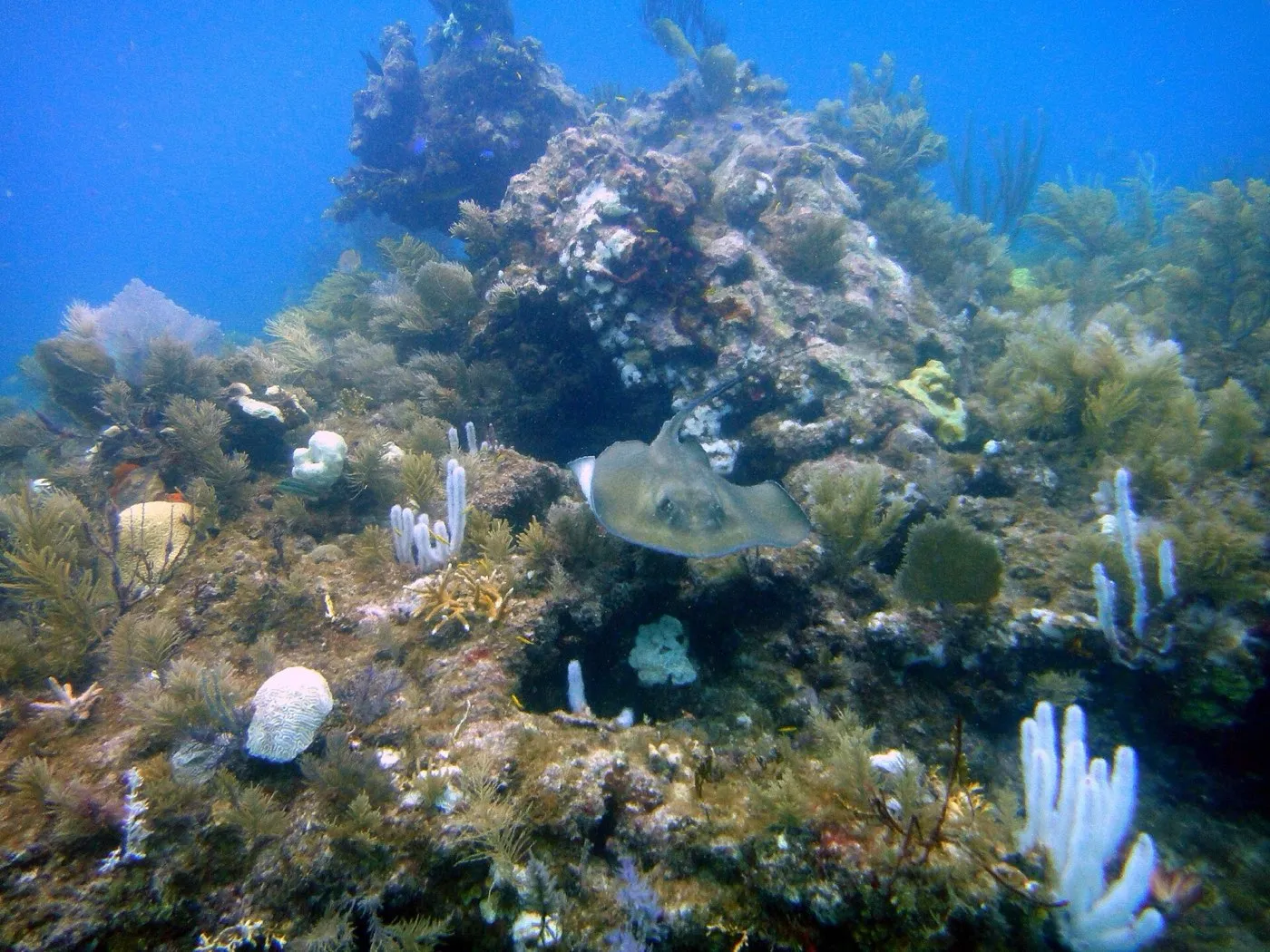 French Reef