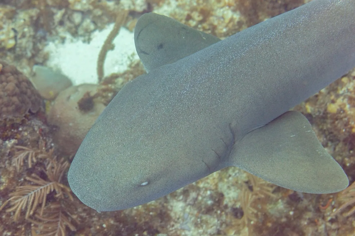 Nurse shark