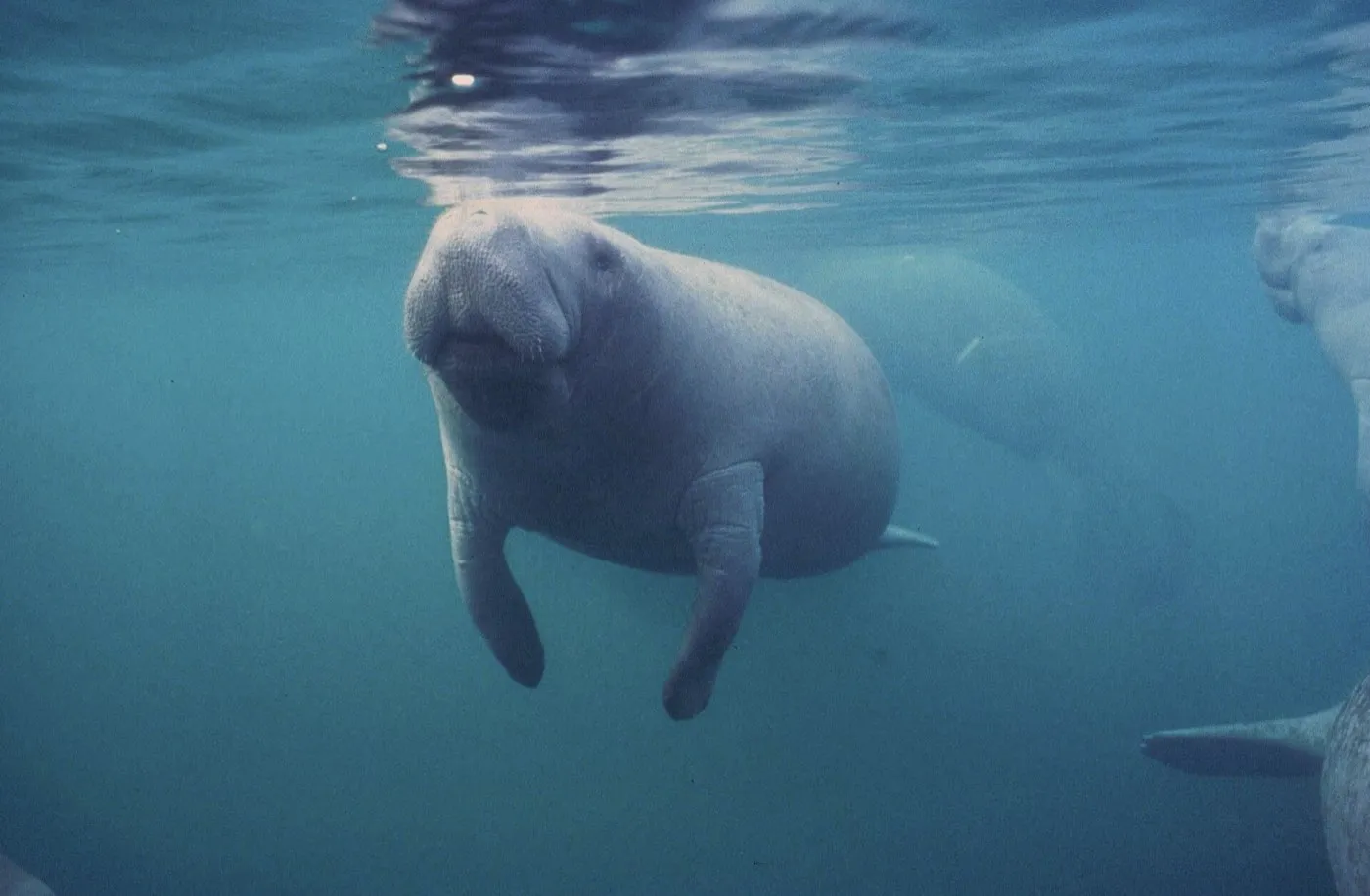 Florida manatee