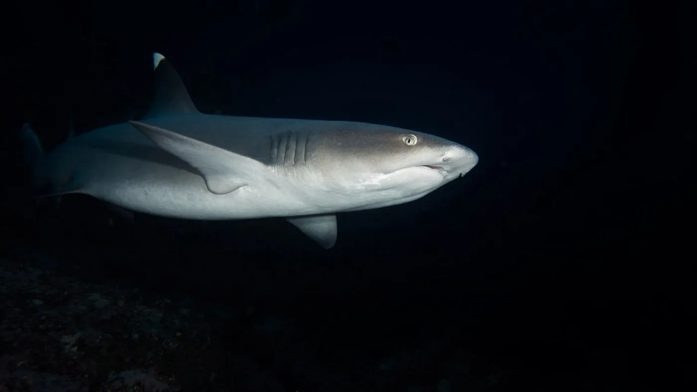 Whitetip reef shark